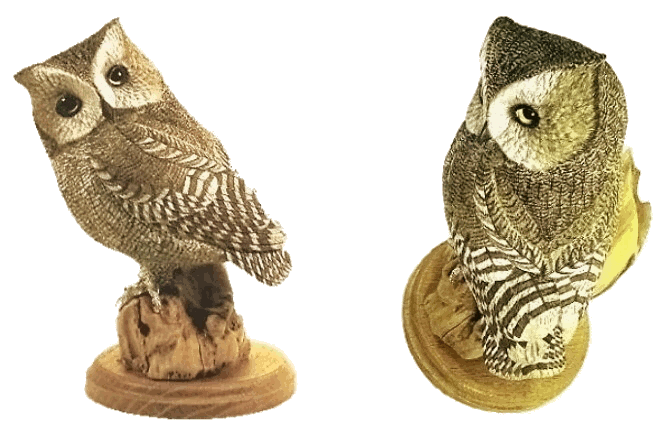 Screech Owl - Grey Phase