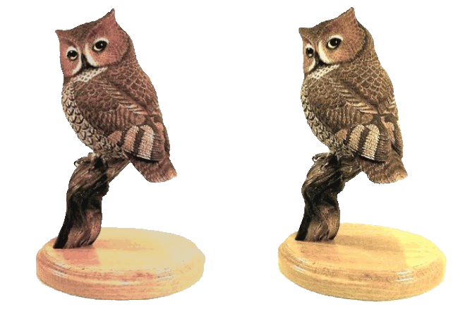 Screech Owl - Grey Phase